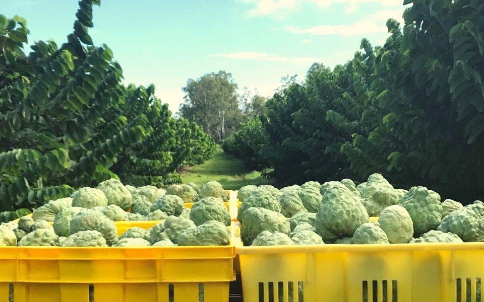 Photo: Custard Apple Farm in Australia