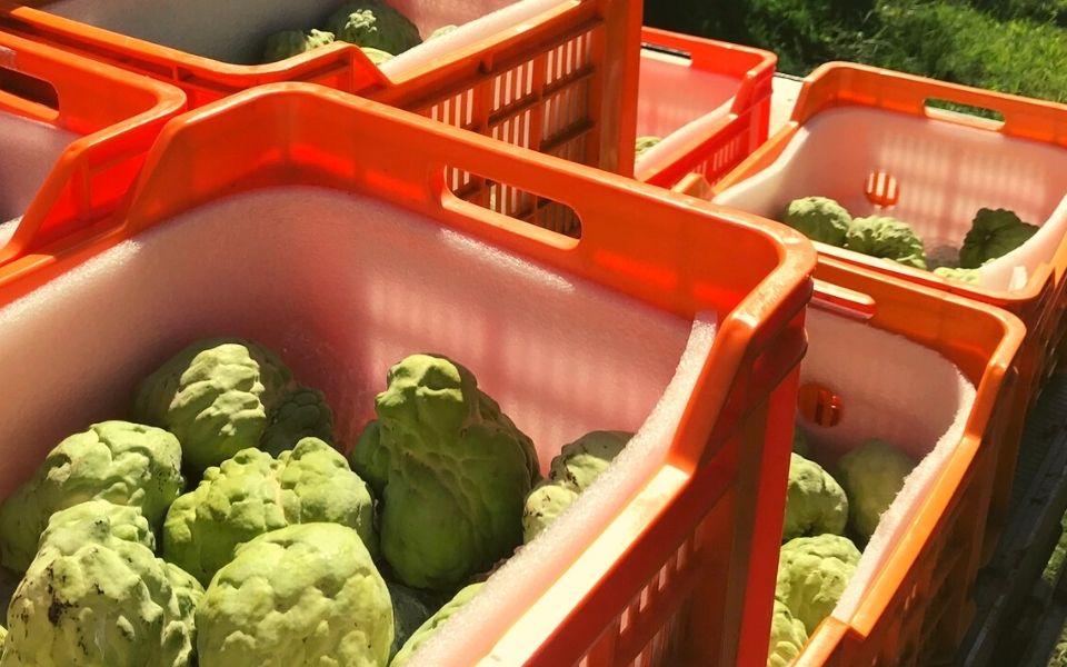 Photo: Custard Apple crop being harvested in Australia